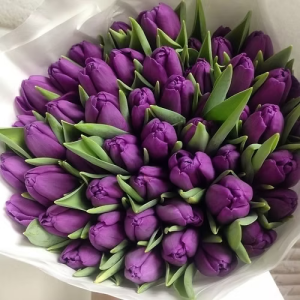 Purple mondial