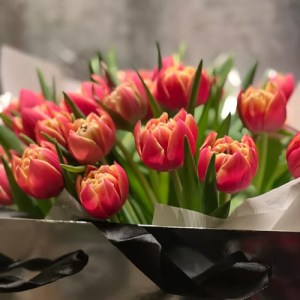 Spring tulips